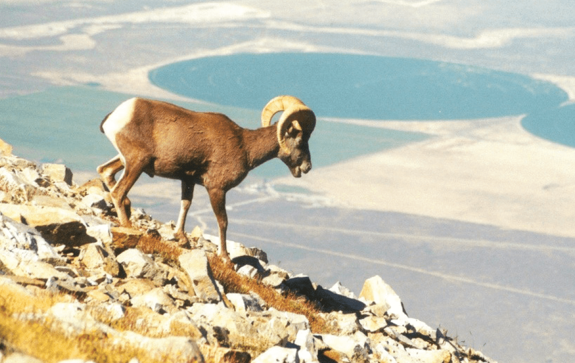 Bighorn Sheep thrive in Great Basin National Park