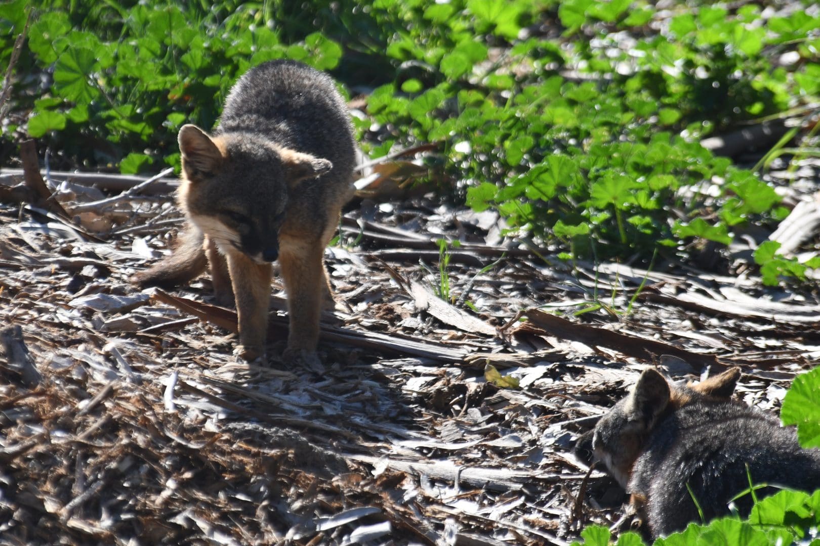 Two CHIS foxes playing among foliage at Channel Islands National Park