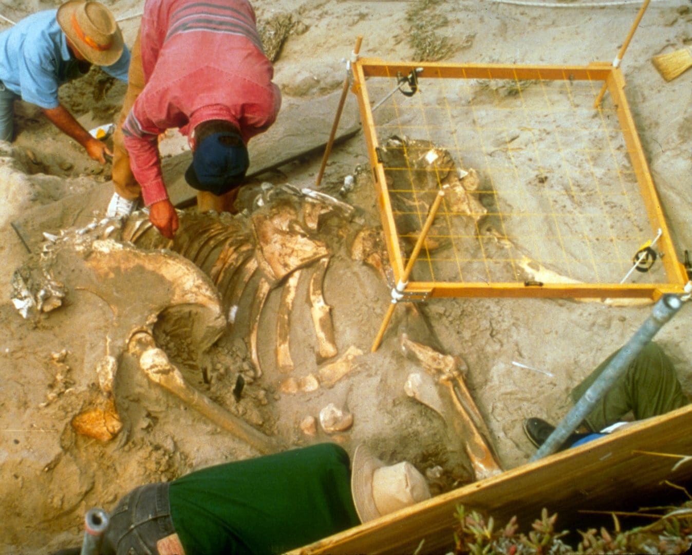 Three scientists excavate a pygmy mammoth fossil out of the stone in Channel Islands National Park