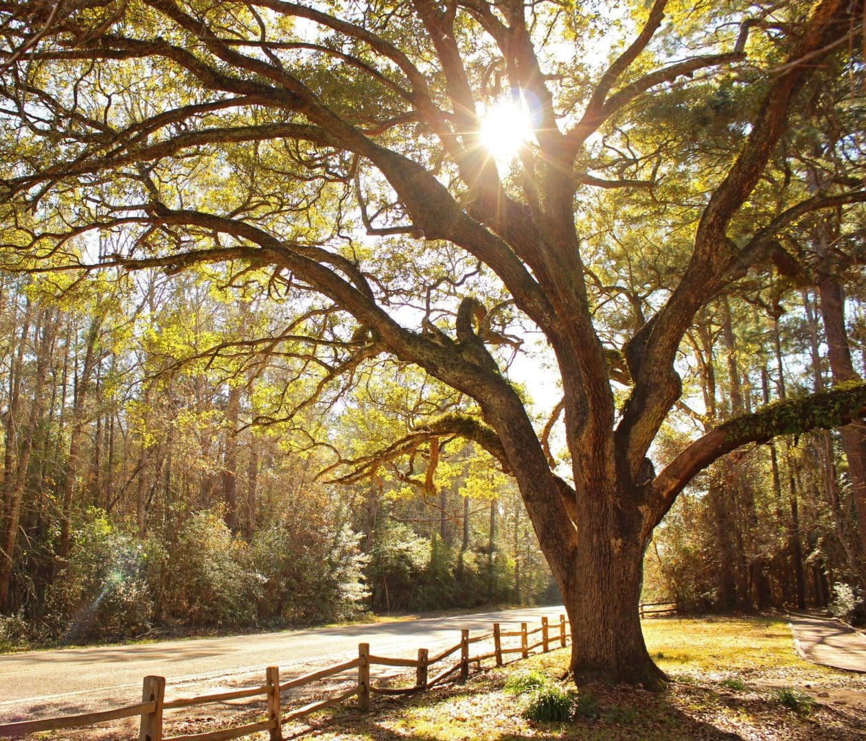 Sun shining through a large tree along a fenced path in Big Thicket National Preserve
