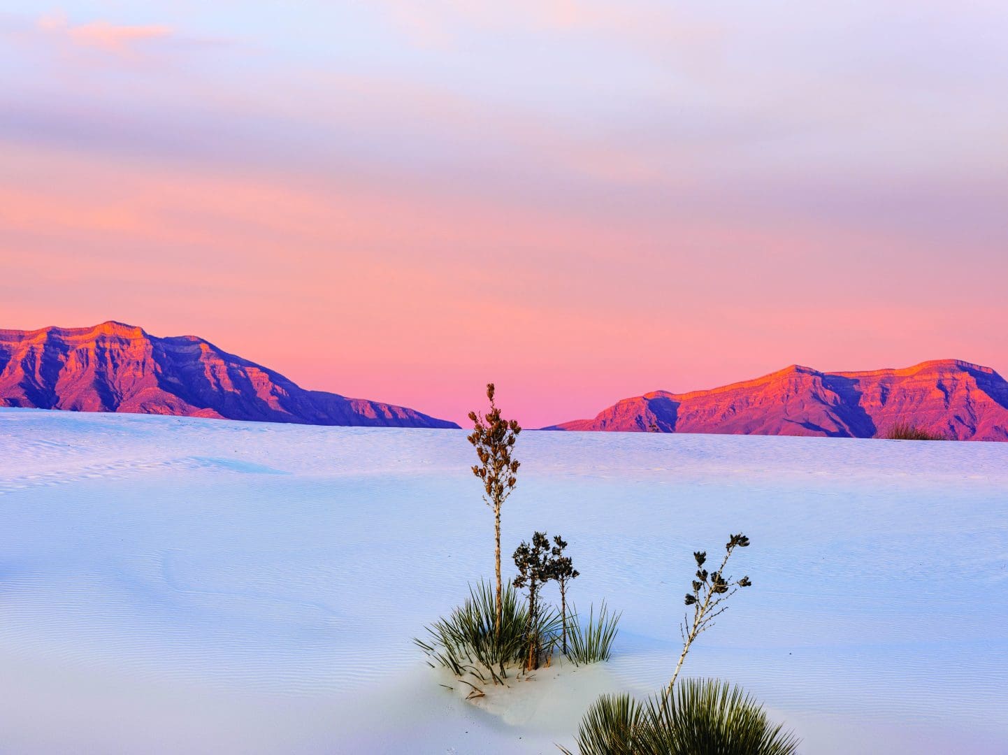 Yucca and mountains at White Sands National Park