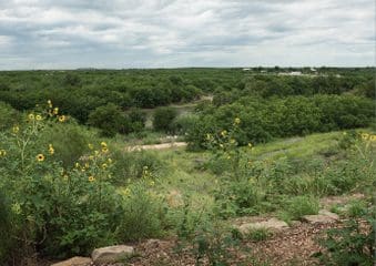 Green shrubs with yellow flowers at El Paso de Jacinto/Paso de Indios near Chamizal National Memorial