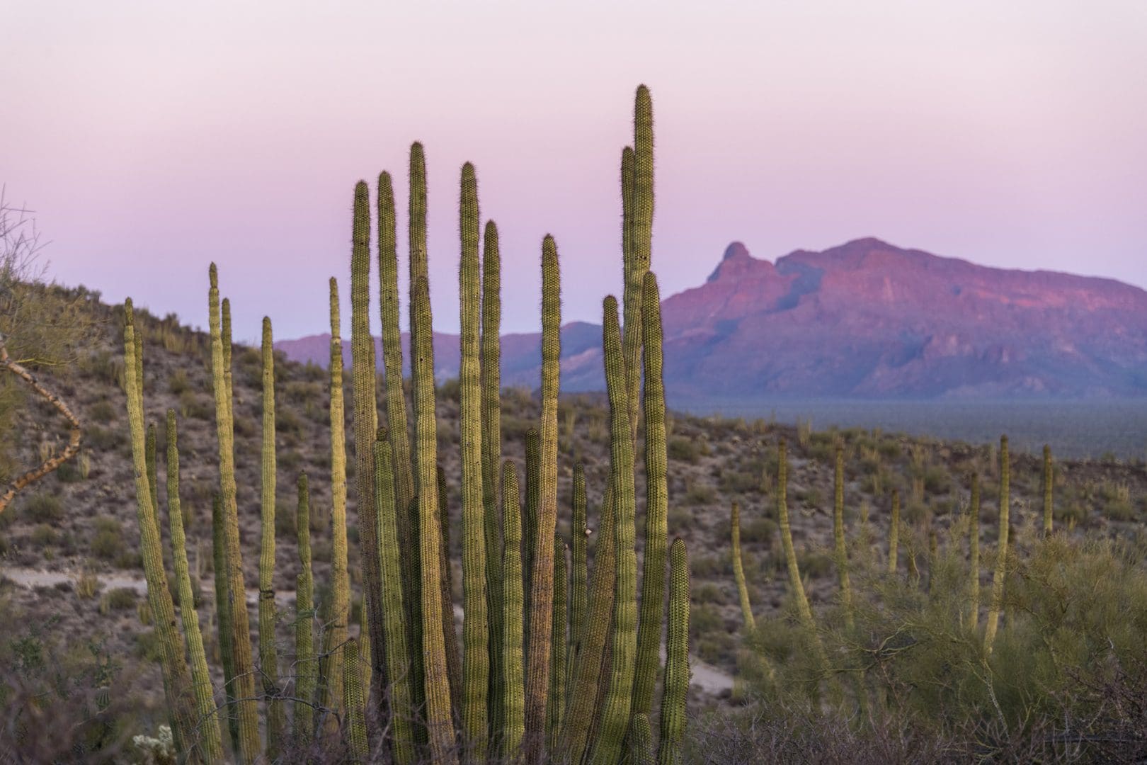 Organ Pipe Cacti National Monument