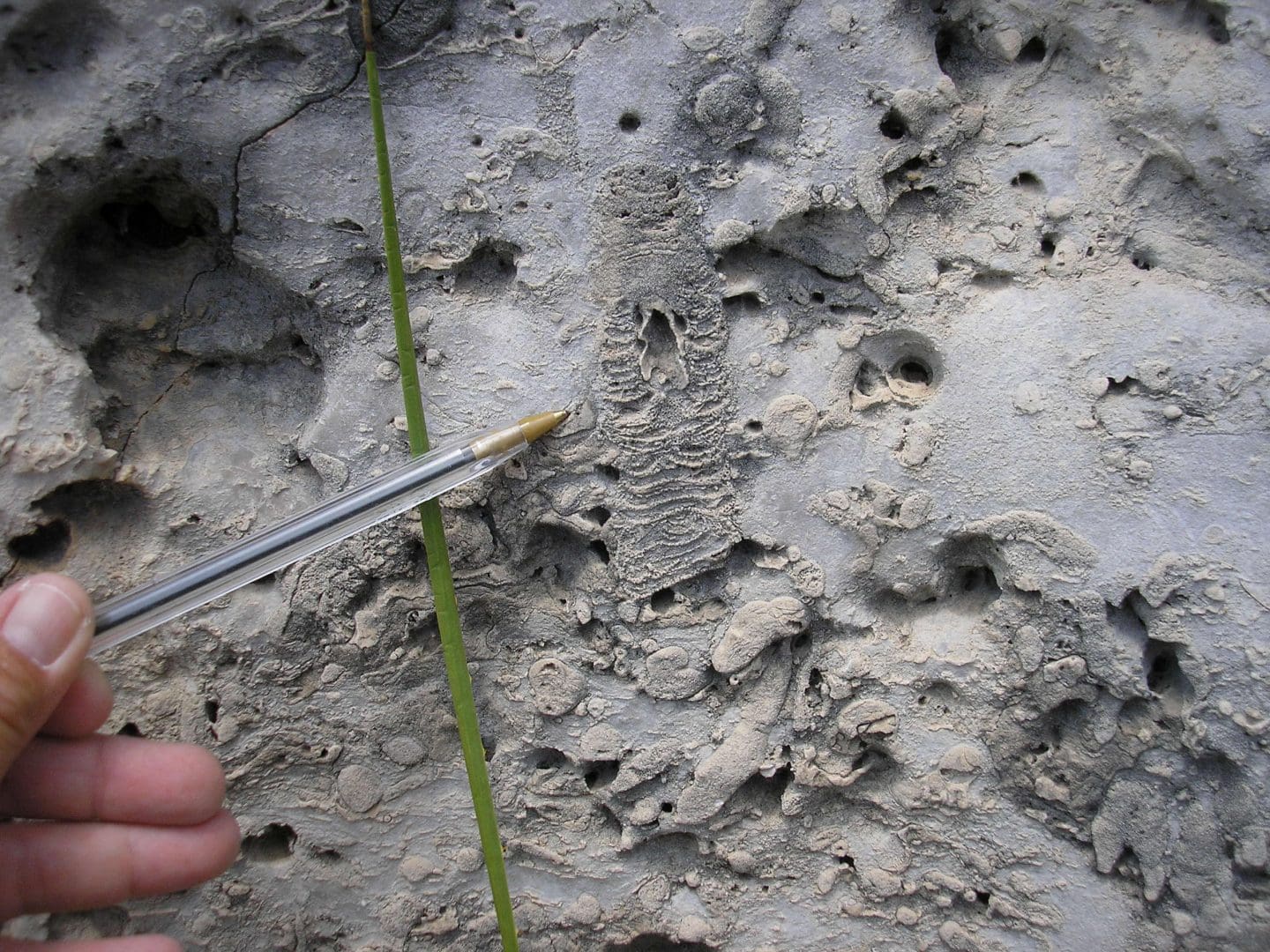 Image of fossils from an ancient coral reef found in Guadalupe Mountains National Park, with a pen held up to them for scale.