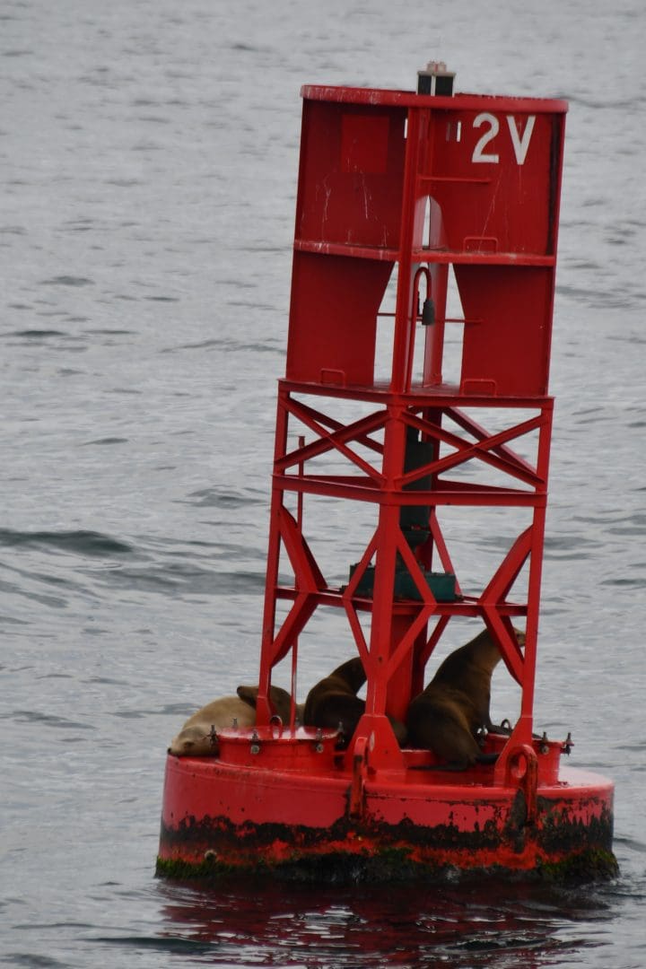 Sea lions on a red buoy on the way to Channel Islands National Park