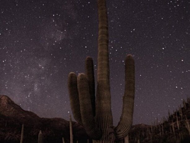 Giant saguaro lit against the milky way in Saguaro National Park in Tucson Arizona