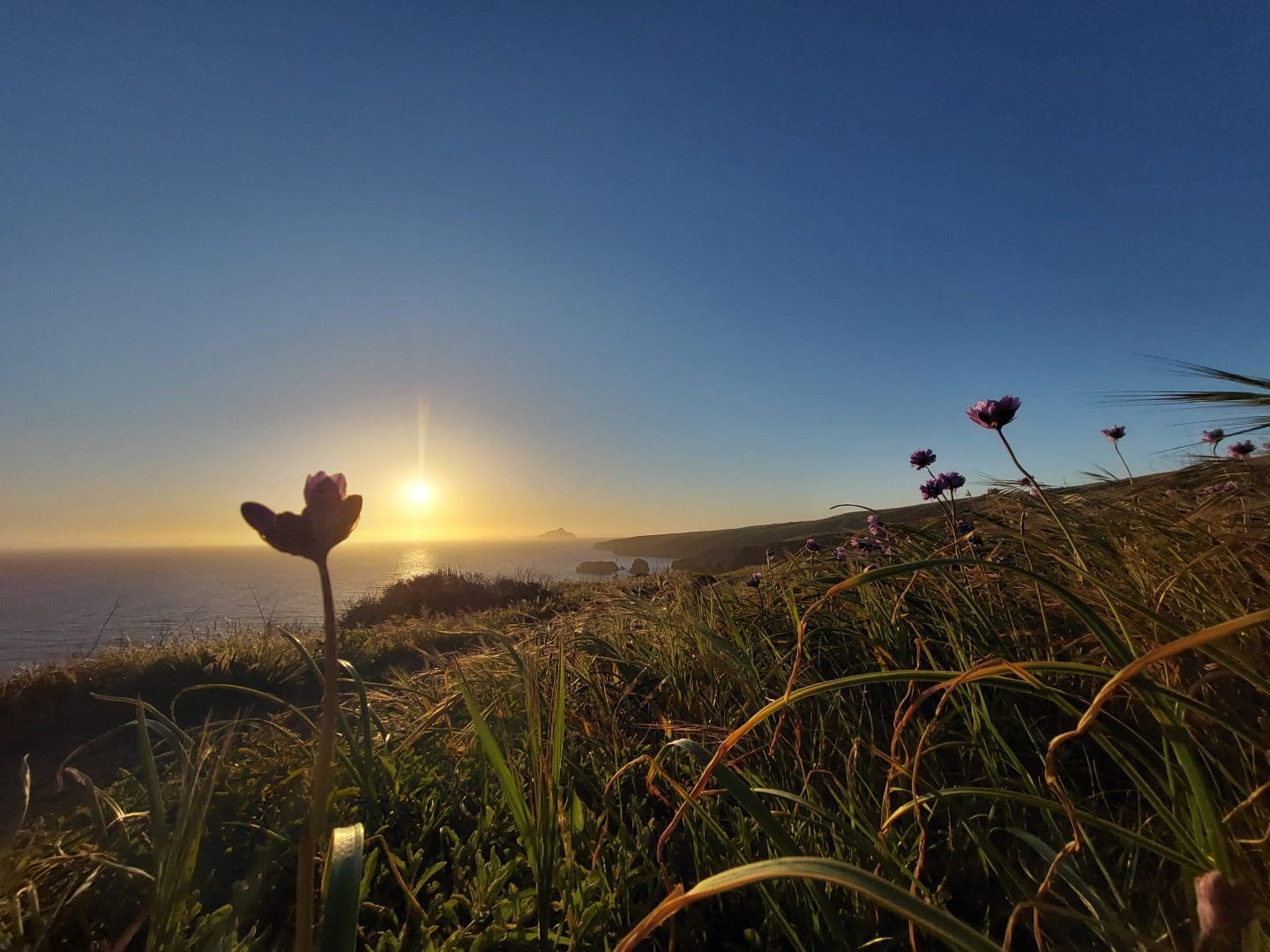 Sunset over Channel Islands National Park with flowers in the foreground and an ocean in the background.