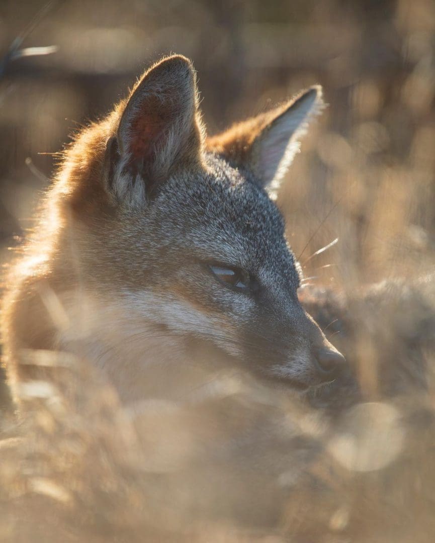 Island Fox at Channel Islands National Park