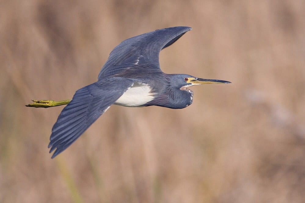 Tricolored herons are a common wading bird in south Texas.