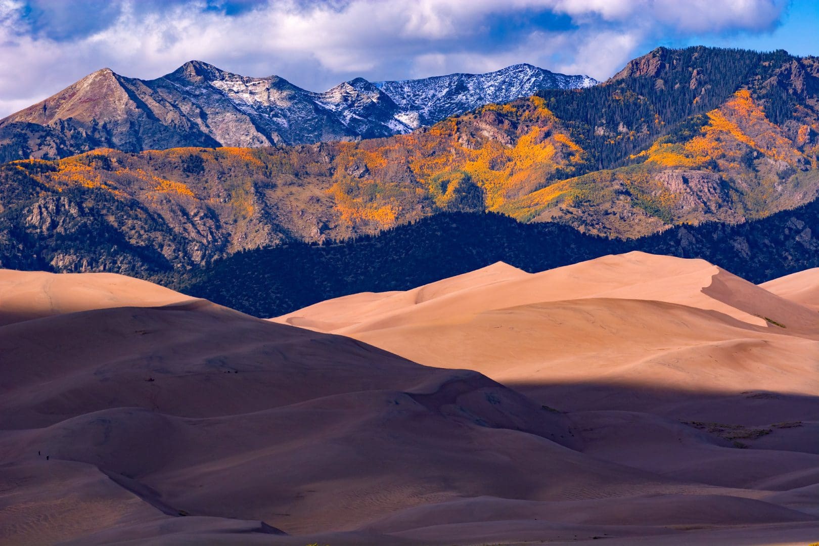 Aspens turn golden at Great Sand Dunes National Park and Preserve.