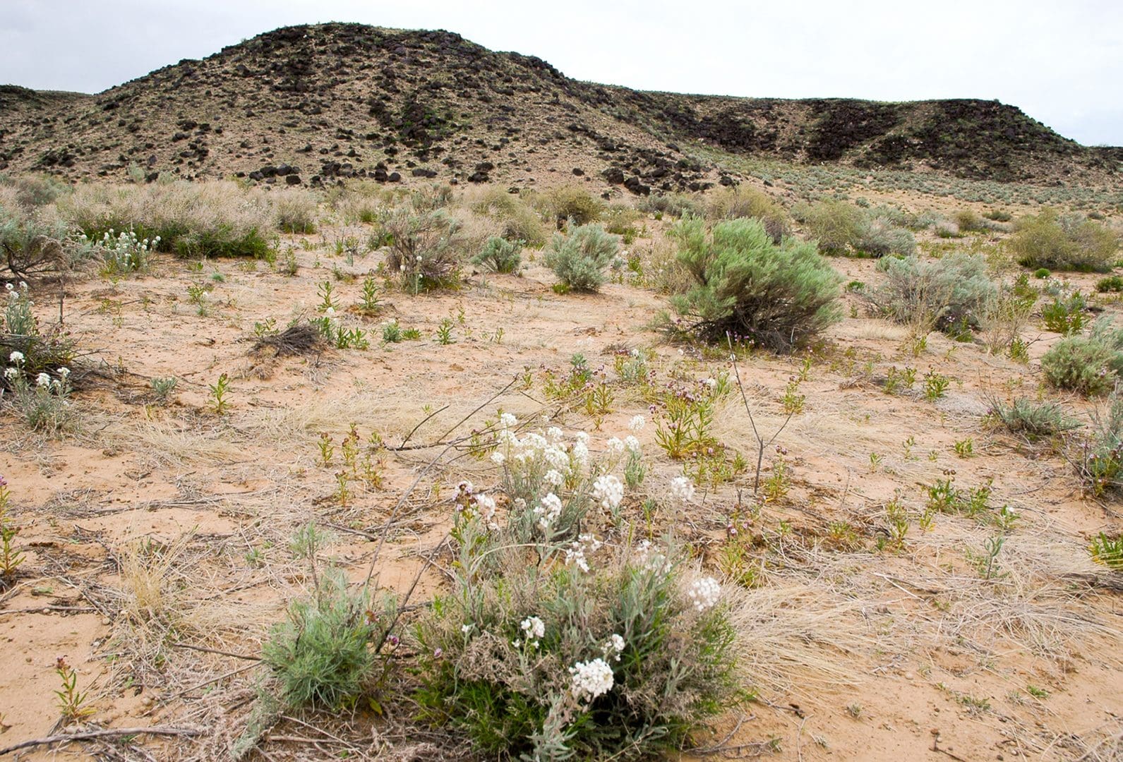 Petroglyph National Monument
