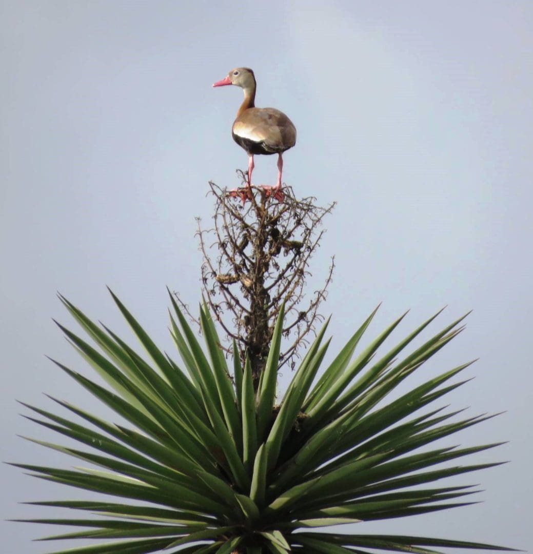 Black-bellied whistling duck at Palo Alto Battlefield National Monument (courtesy of NPS).