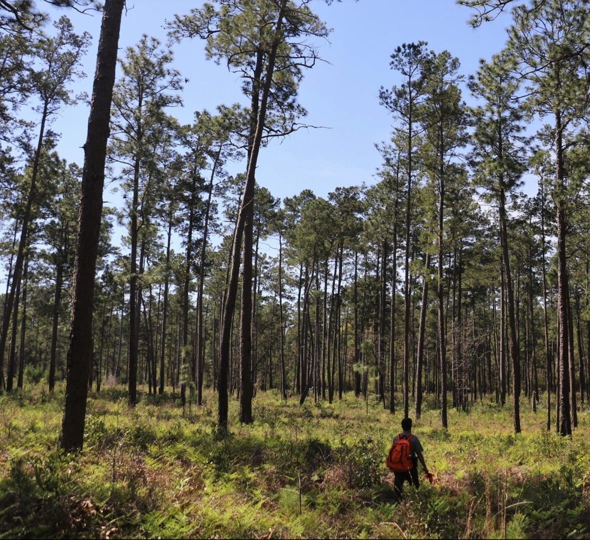 A lone hiker walks through Pine trees in Big Thicket