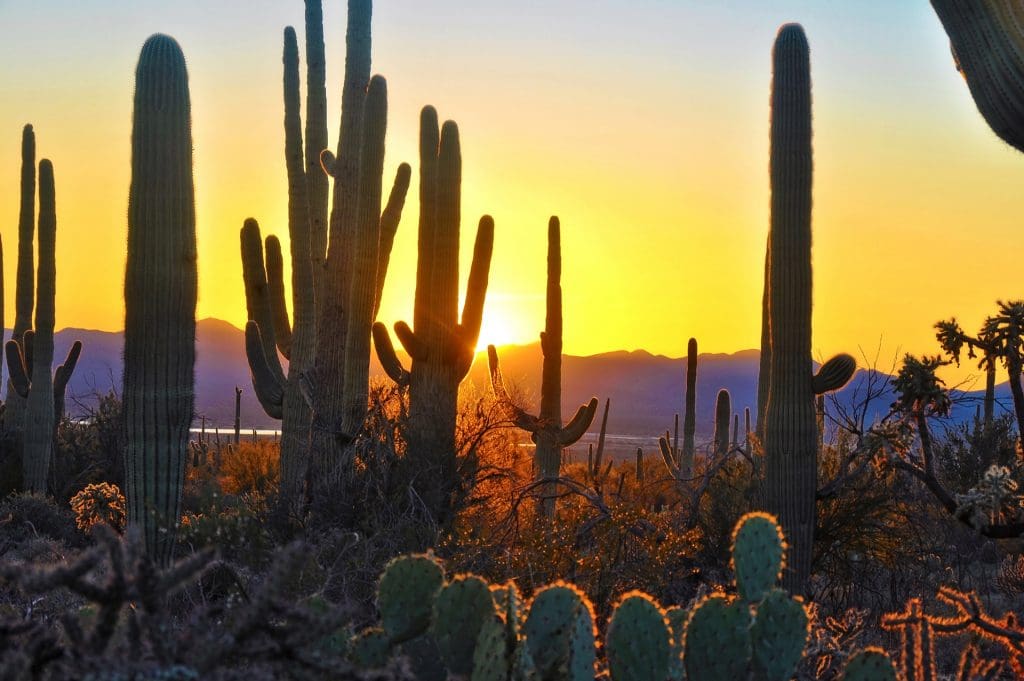 Saguaro National Park