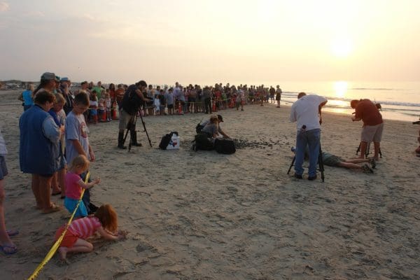 A crowd gathers at North Beach for a hatchling release.