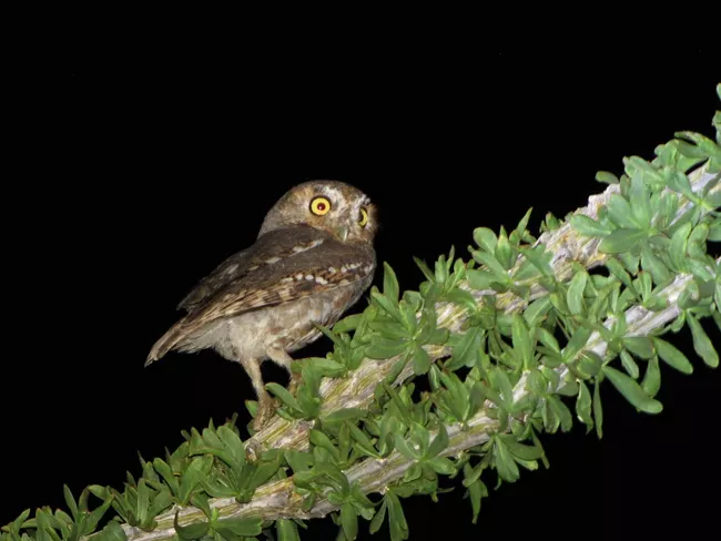Elk owl perched on an ocotillo in Saguaro National Park in Tucson Arizona