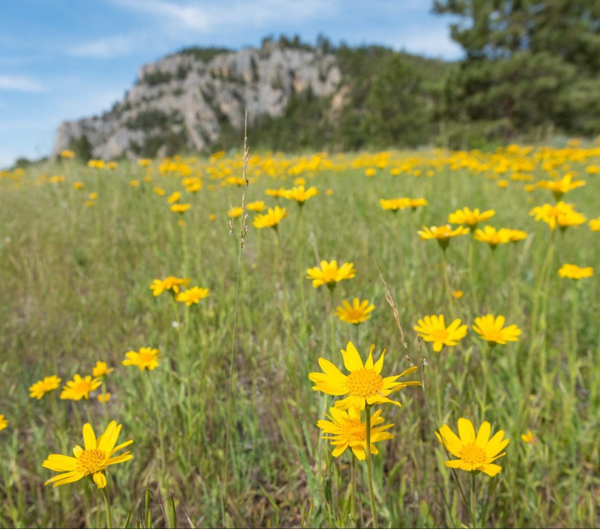Wildflowers blooming beside the Missouri River at Lewis and Clark National Historic Trail