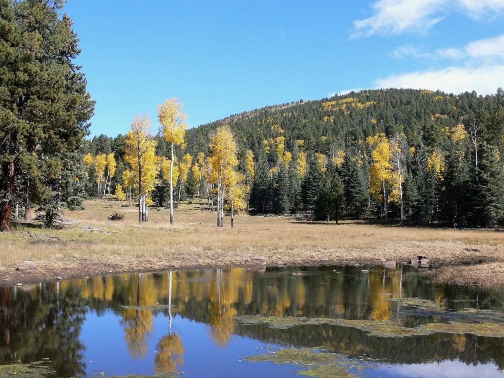 Aspen Trees, Bandelier National Monument