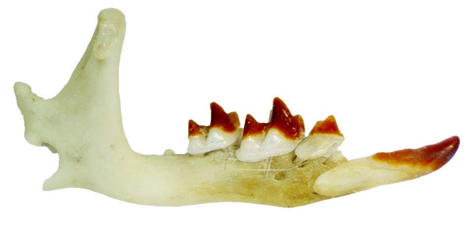 Owl jaw bone