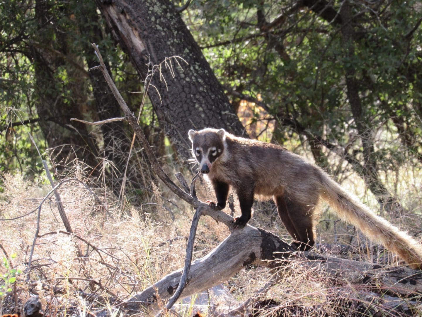 Coati at Chiricahua National Monument