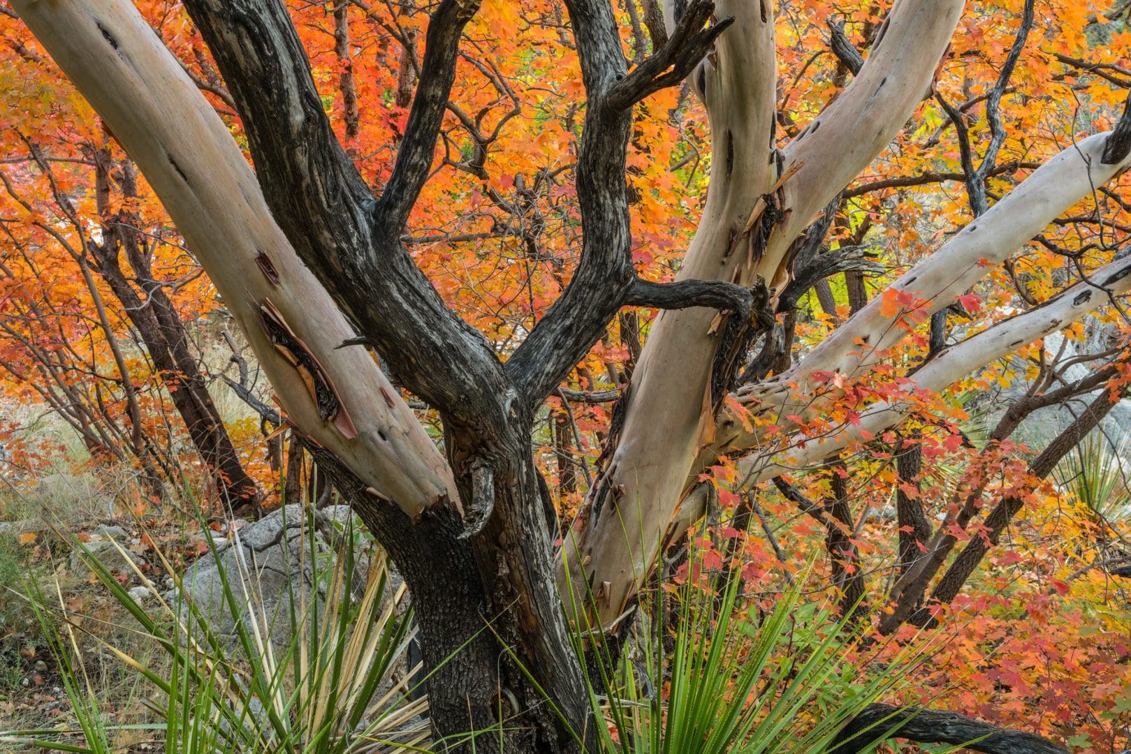 White and dark branches spread upward. Green leaves of low-growing plants are below. Red and orange leaves of different trees are in the back.