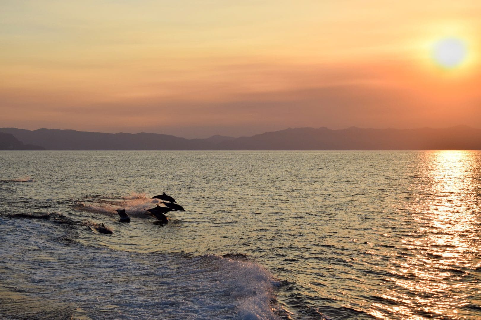 Dolphins swim together in the ocean at sunset in waters on the way to Channel Islands National Park of the California Coast.