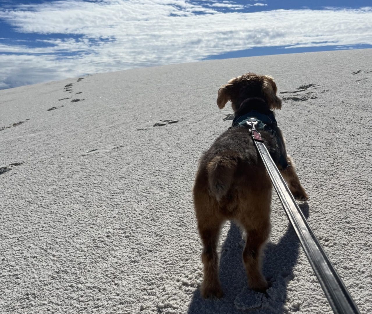 Leashed dogs walks along White Sands National Park gypsum sands