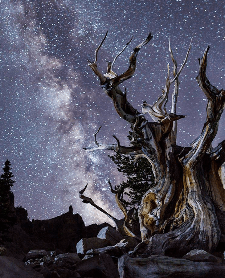 A tree in the foreground of the milky way at Great Basin National Park