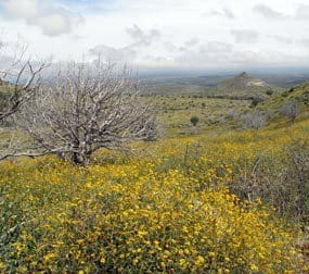 Guadalupe Wildflowers