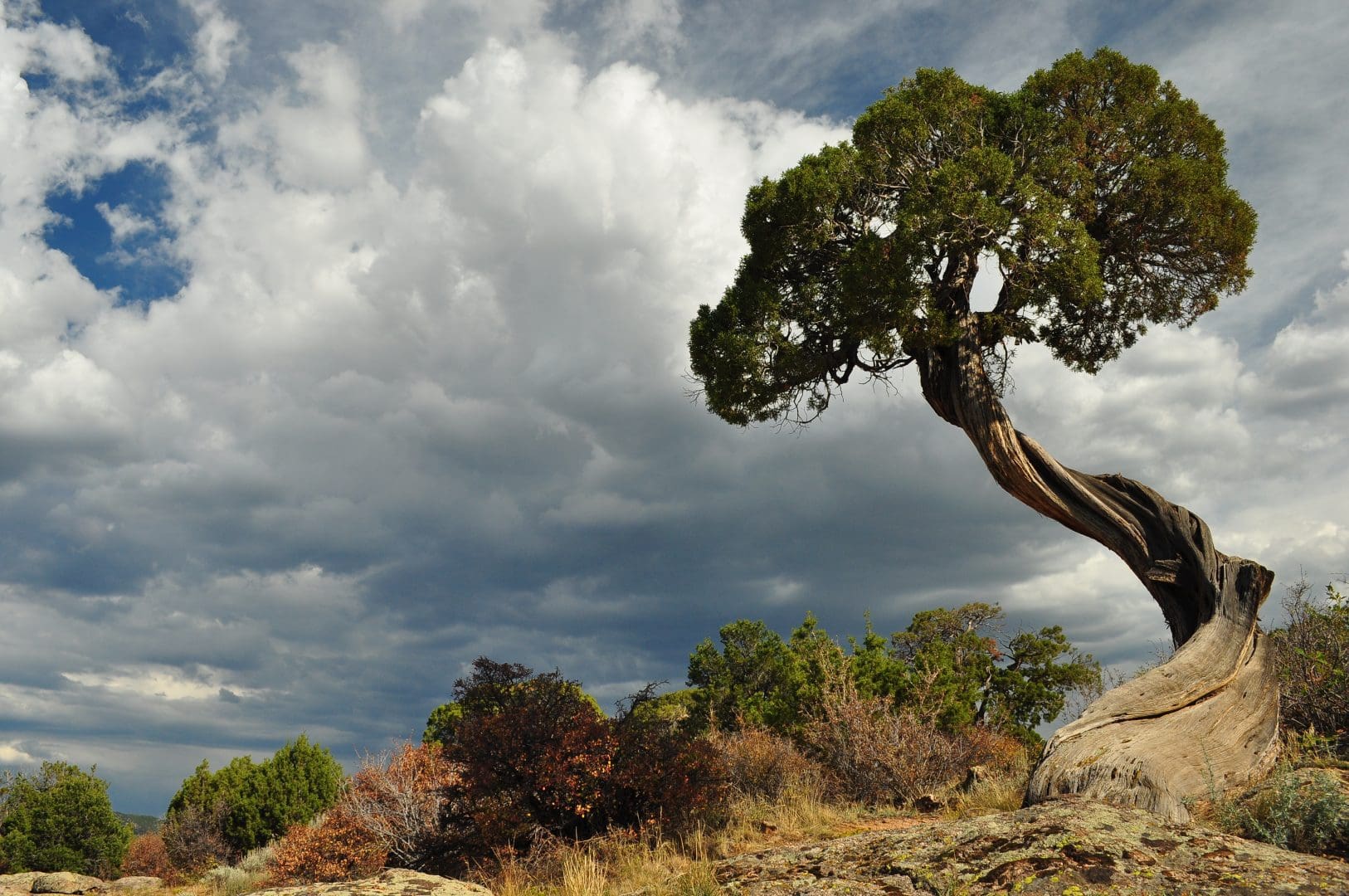 Along this sunny route in Black Canyon of the Gunnison you will encounter a variety of plant life from sagebrush and Gambel oak to pinyon pine and Utah juniper.