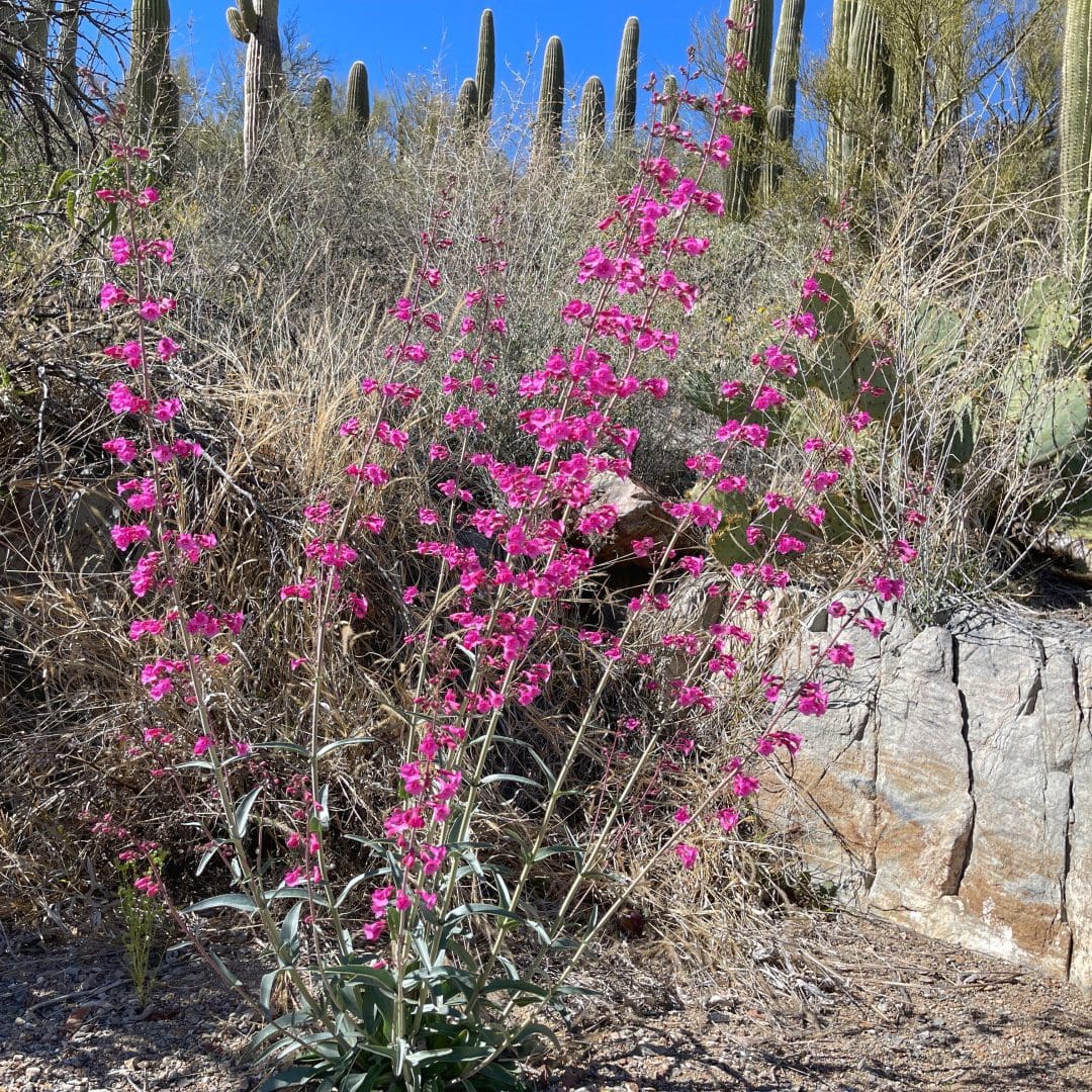 Parry Penstemon (Penstemon parryi) in Saguaro National Park