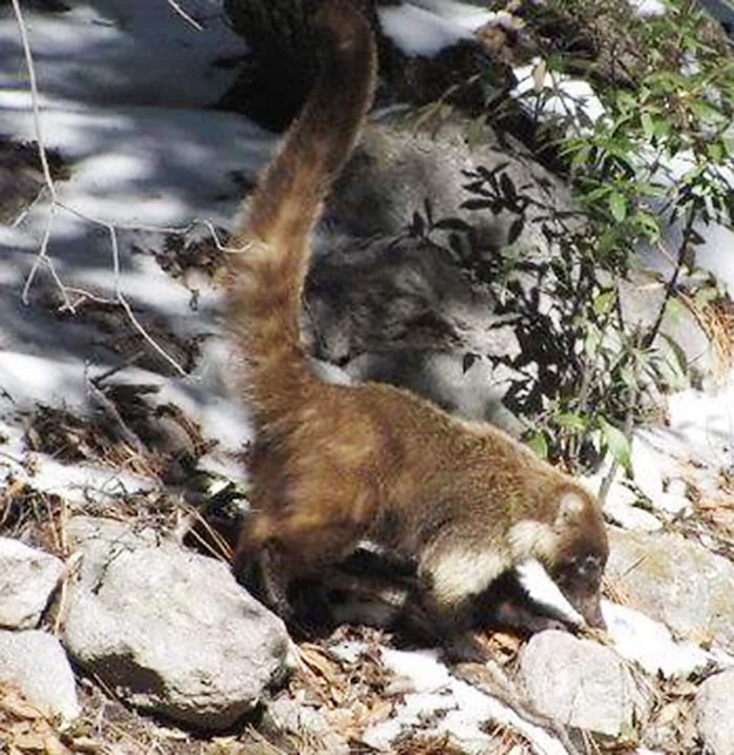 Coatmundi can be observed at Chiricahua National Monument in southeast Arizona