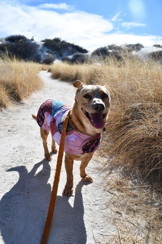 Dog on Leash at White Sands