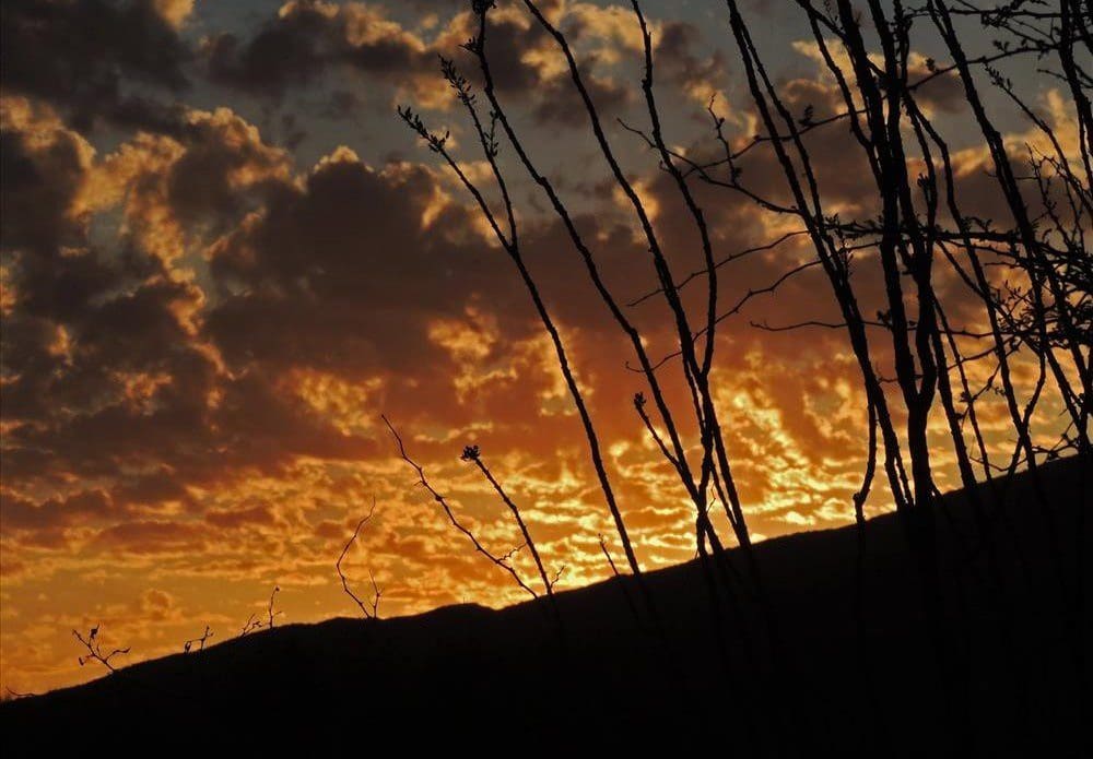 Golden sunset at Saguaro National park wth silhouetted ocotillo plants and gilded clouds