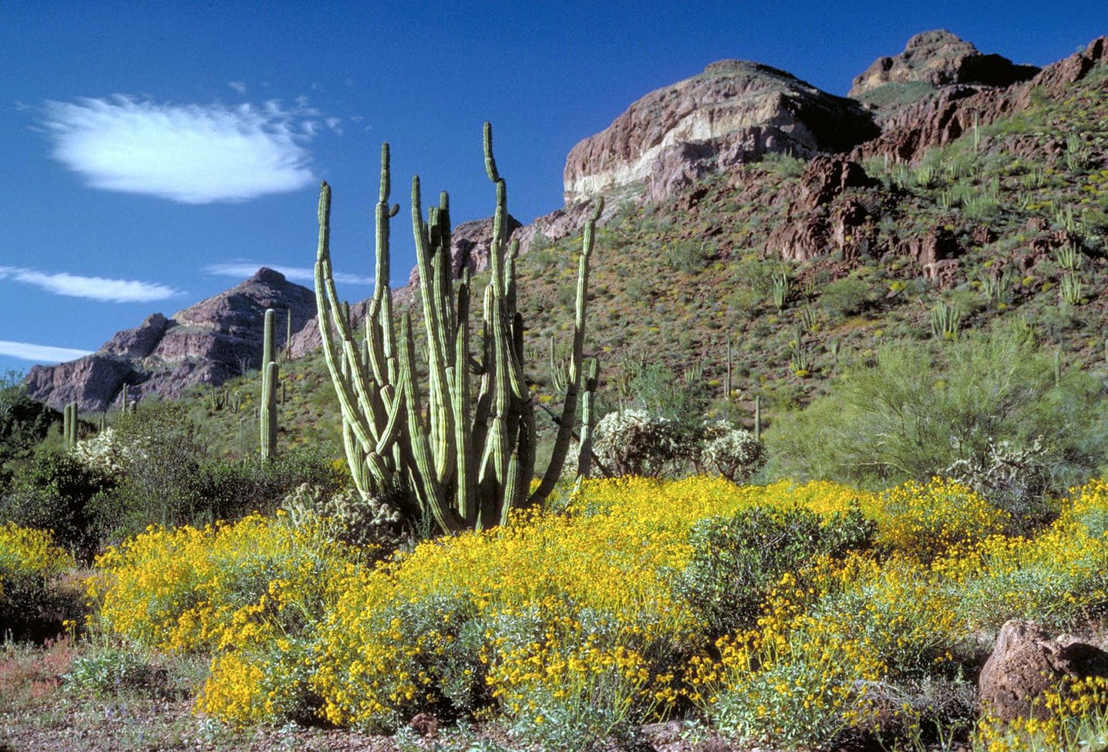 Organ Pipe Cacti National Monument