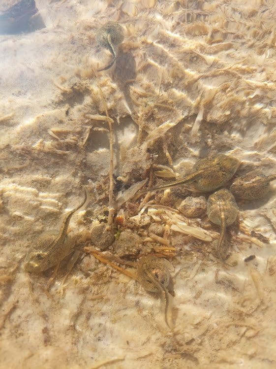 Tadpoles at White Sands