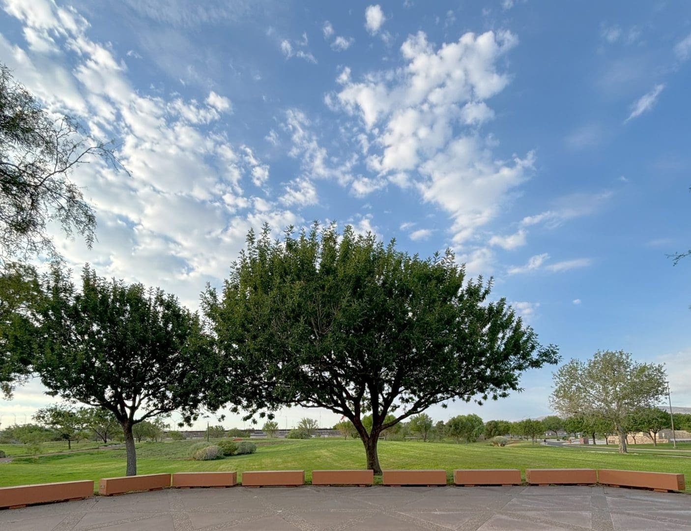 A tree on the grounds of Chamizal National Memorial