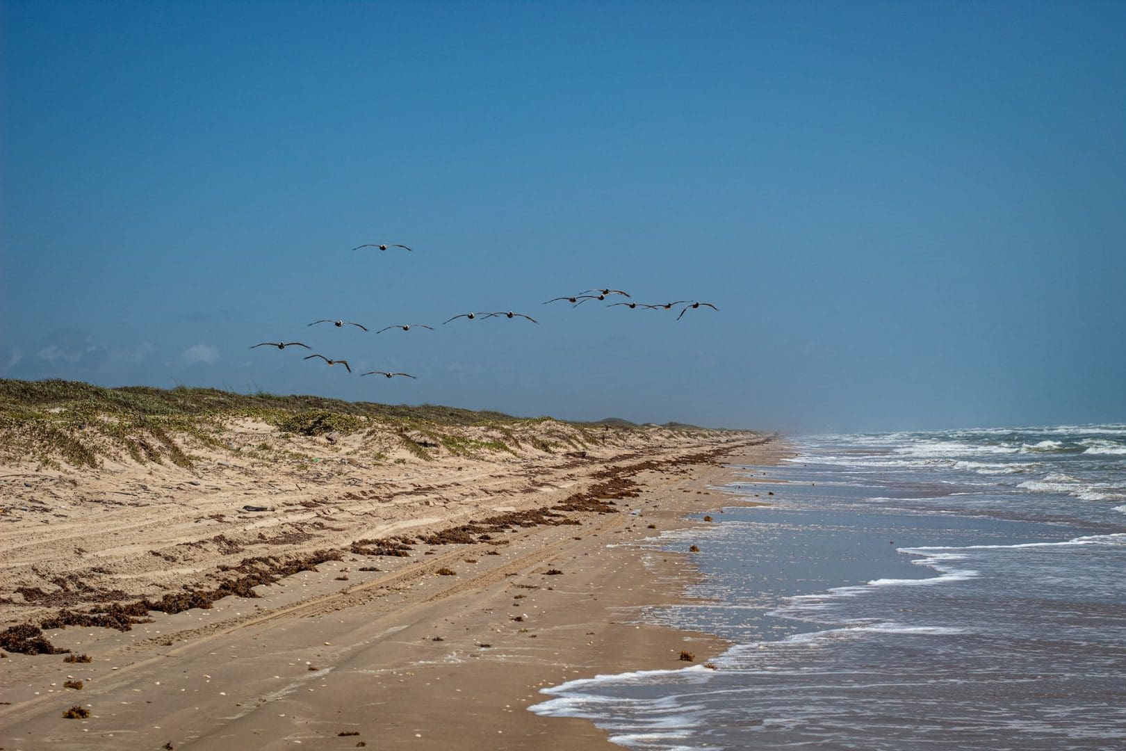 Pelicans flying at Padre Islands National Seashore