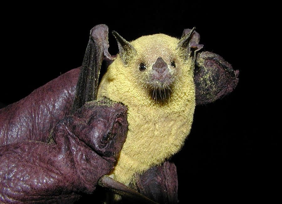 A lesser long nosed bat is being held by a researcher. The animal is covered in yellow pollen.