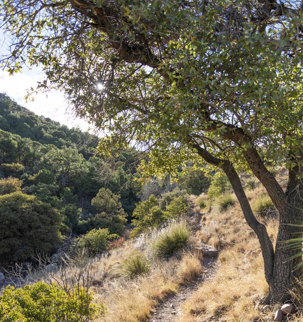Hiking trail at Coronado National Memorial in southeast Arizona