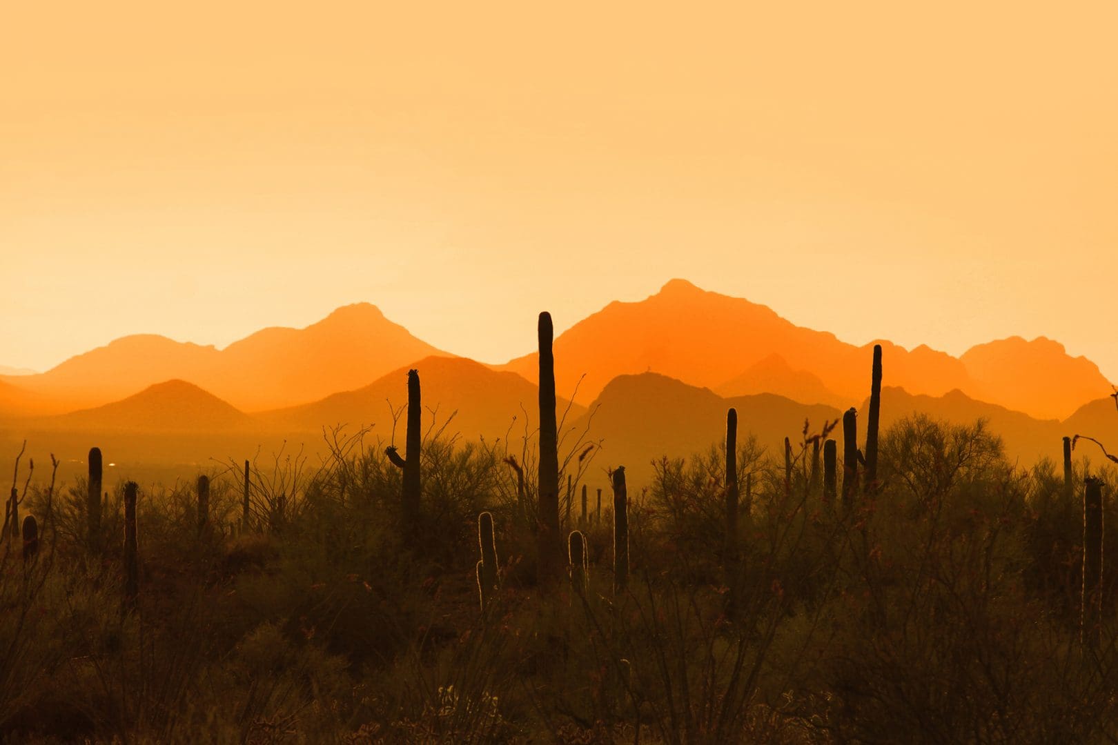 Saguaro National Park