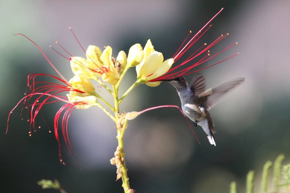Bird of paradise (Caesalpinia gilliesii) blooms attract hummingbirds, Petroglyph National Monument