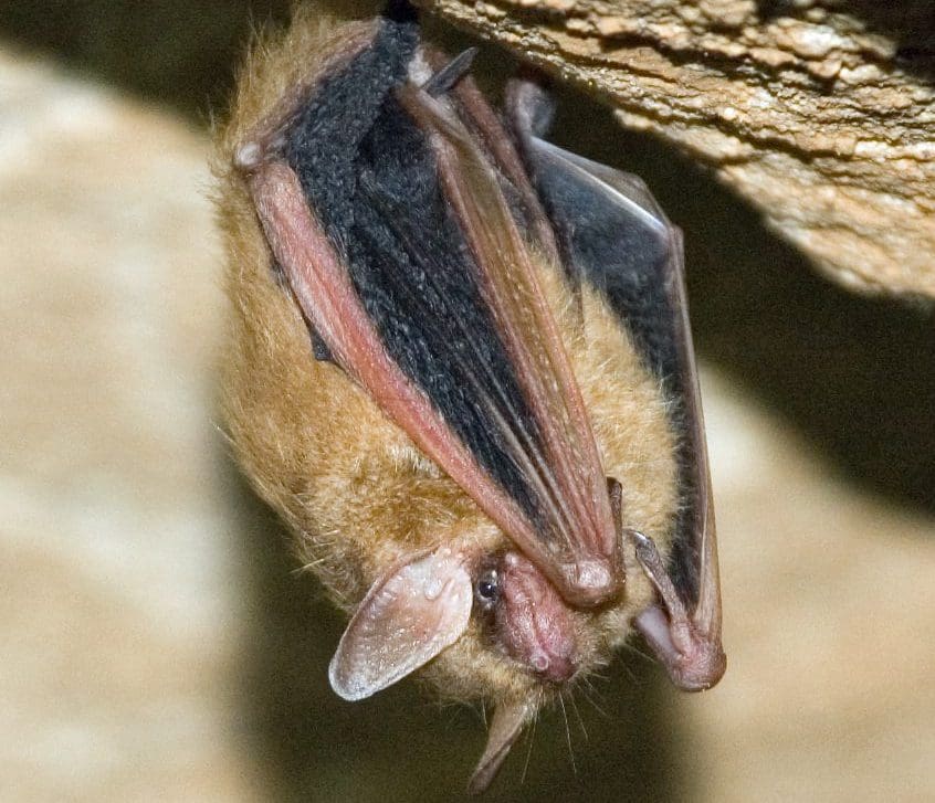 A single bat hanging from a cave ceiling