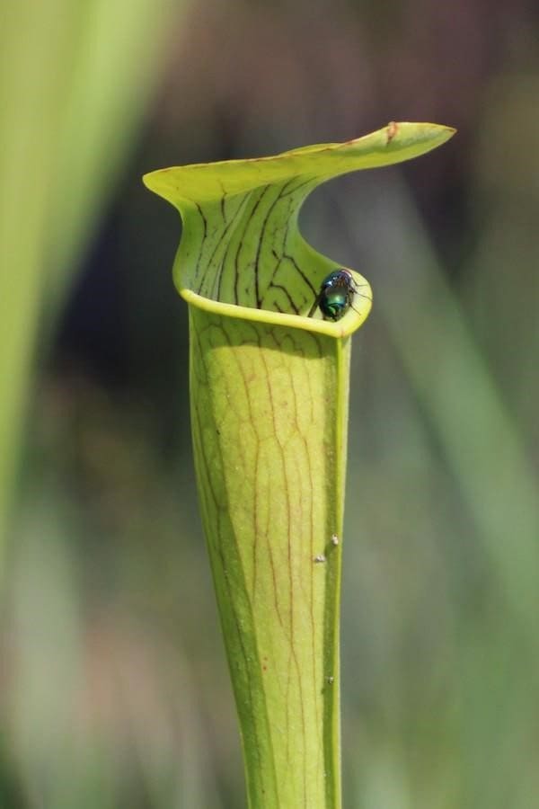 Pitcher Plant Trail, Big Thicket National Preserve