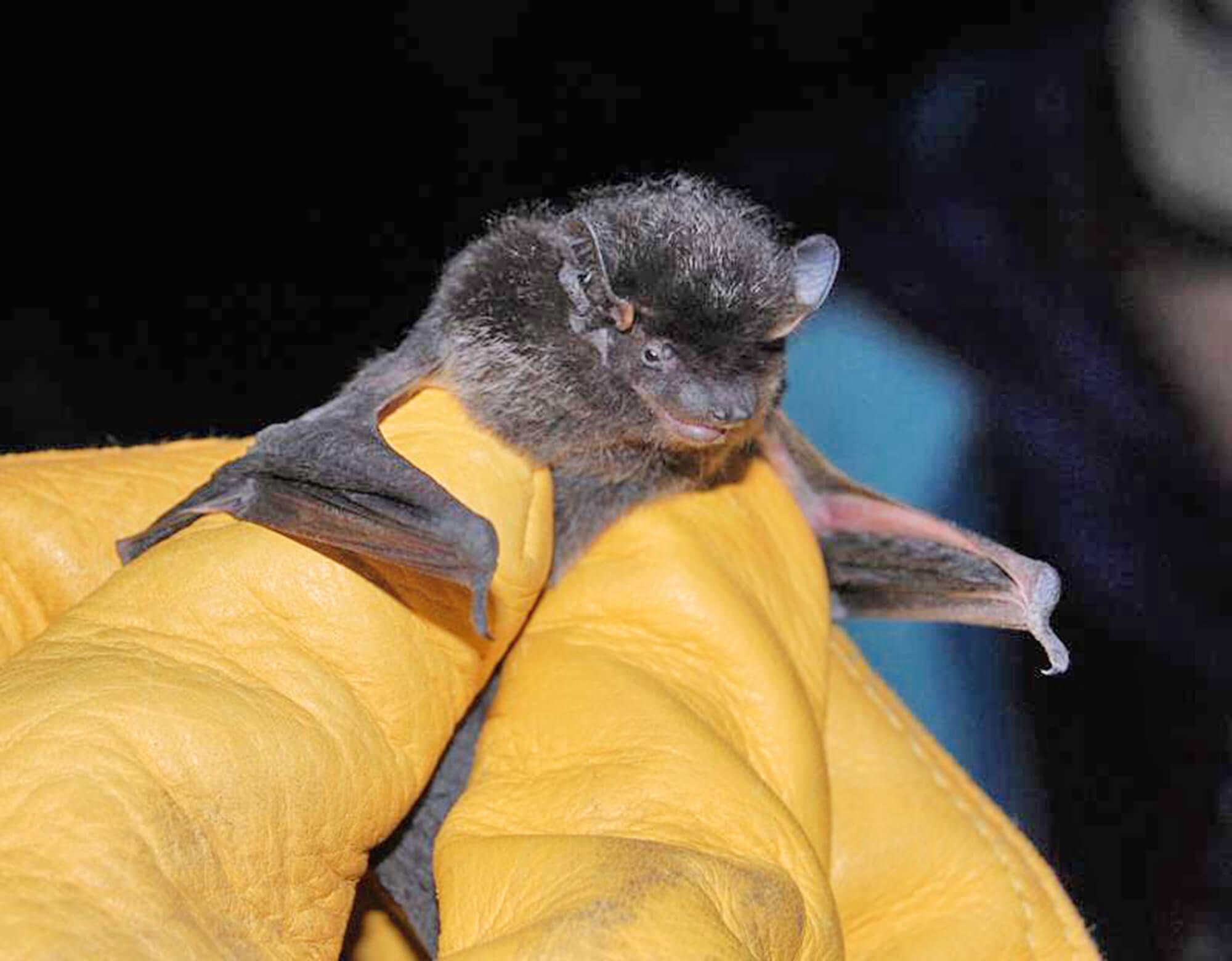 Caluga Bat Chiricahua Bats: Krebbs & Brusca's Research | WNPA
