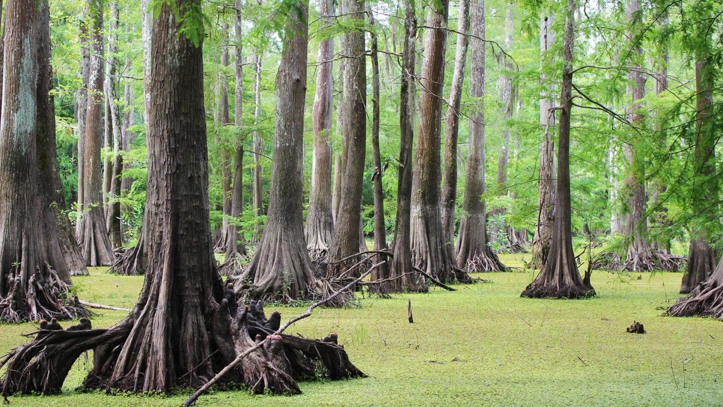 Big Thicket
