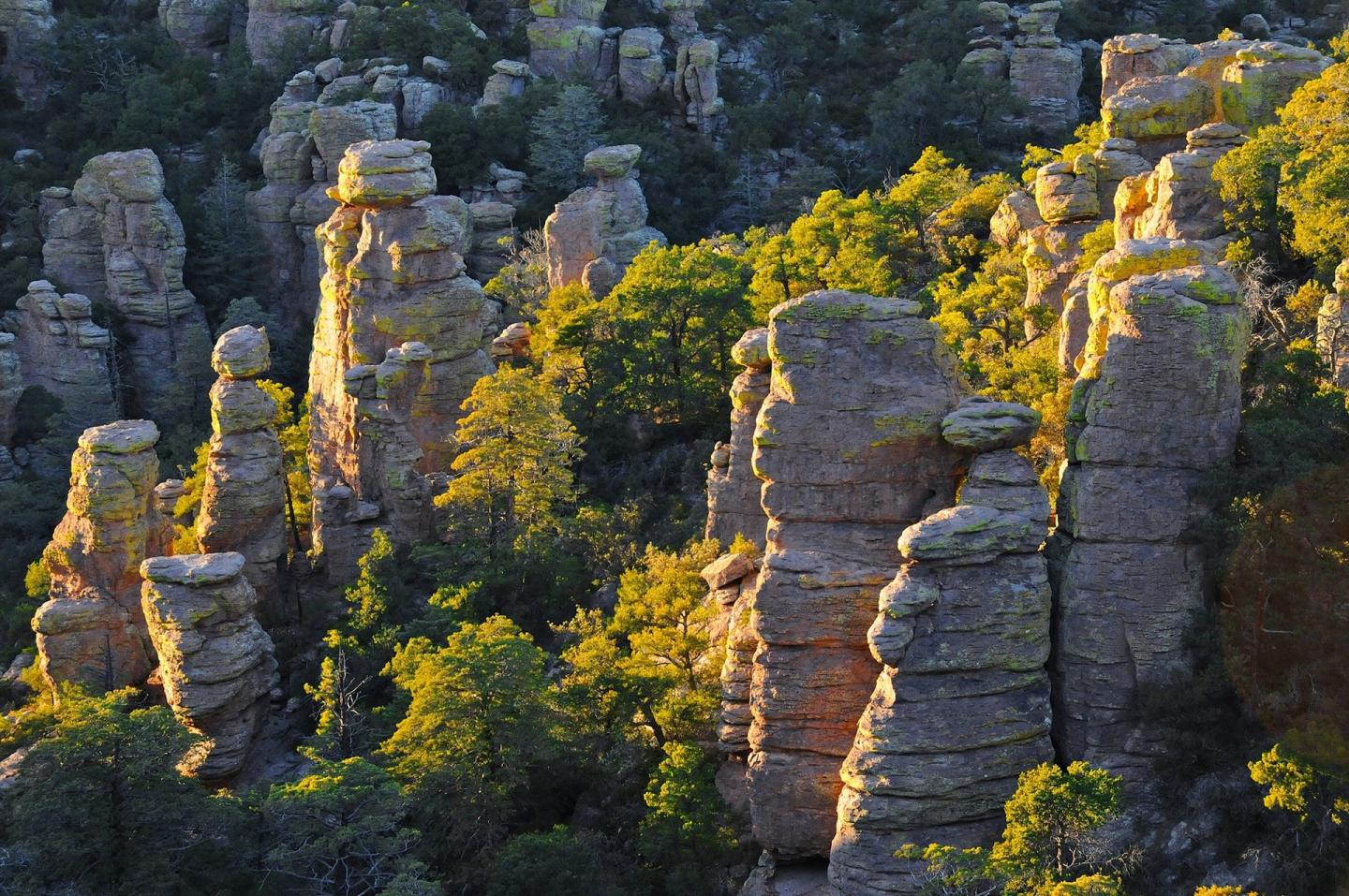 Chiricahua