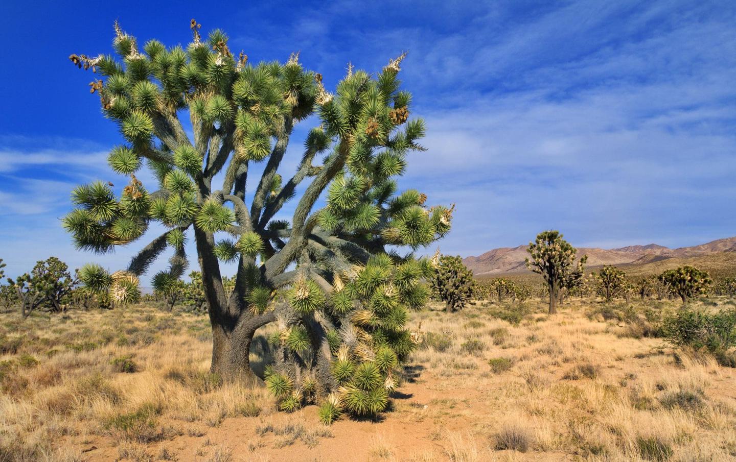 Mojave