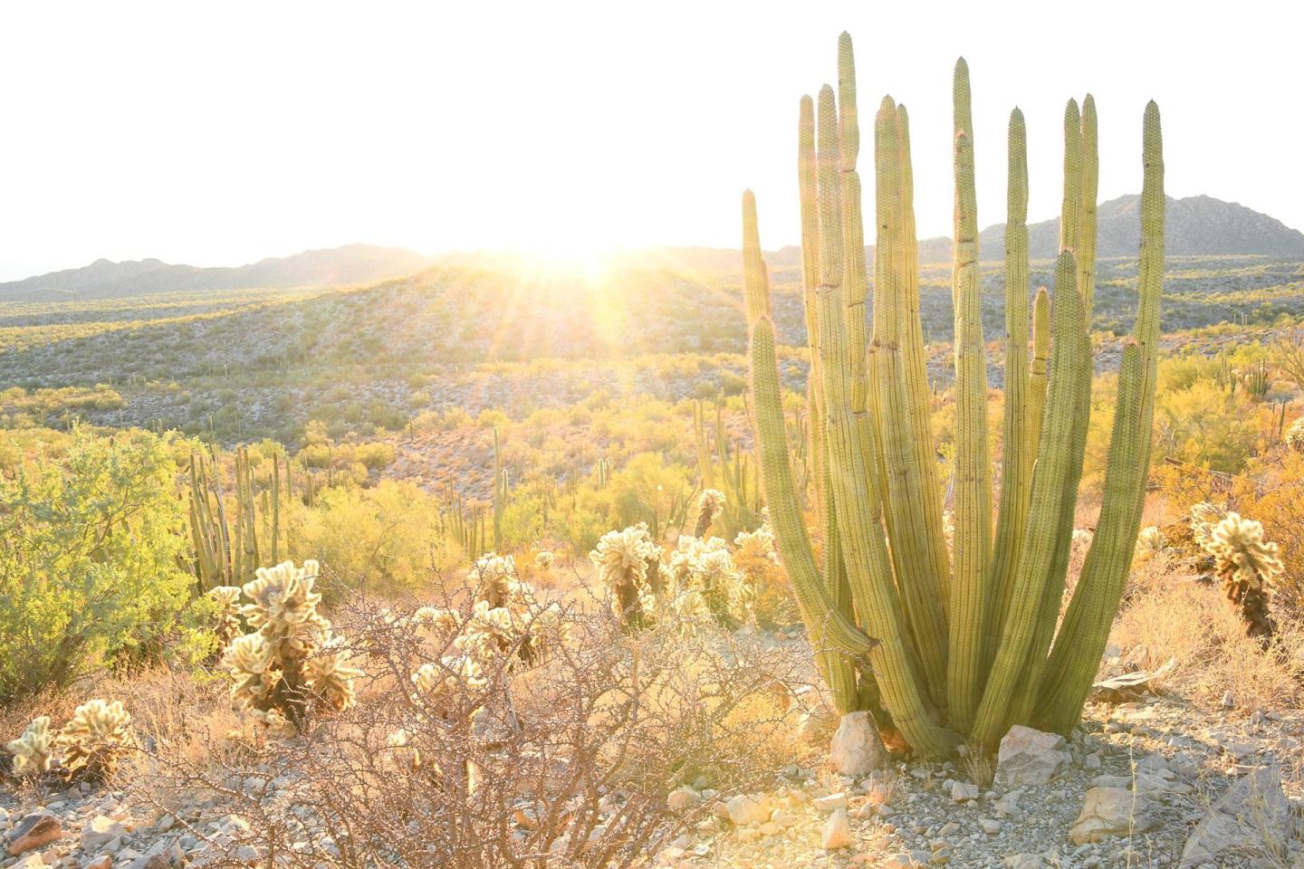 Organ Pipe Cactus