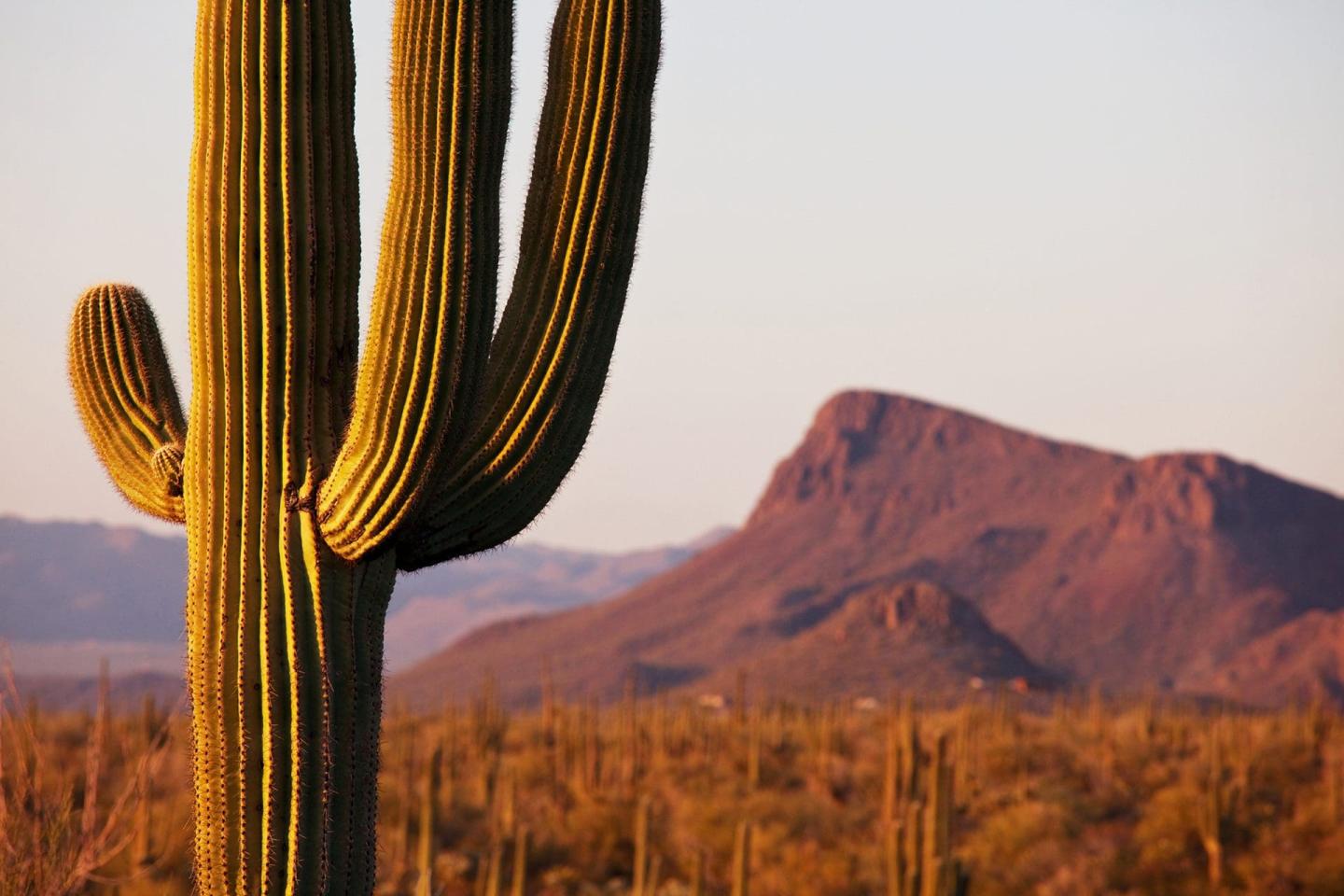 Saguaro
